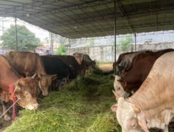 Sapi Milik Warga Wonomulyo Dipilih Jokowi untuk Kurban, Segini Beratnya