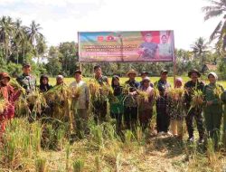 Kodim 1401 Majene Rayakan Panen Padi Serentak di Desa Kayuangin Malunda
