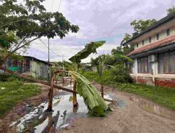 Kesal, Jalan Menuju Unsulbar Disulap Warga jadi Kebun Pisang