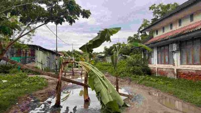 Kesal, Jalan Menuju Unsulbar Disulap Warga jadi Kebun Pisang