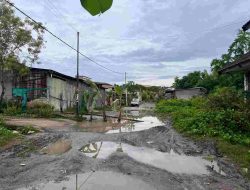 Ini Alasan Warga Nekad Tanam Pisang di Jalan Menuju Unsulbar
