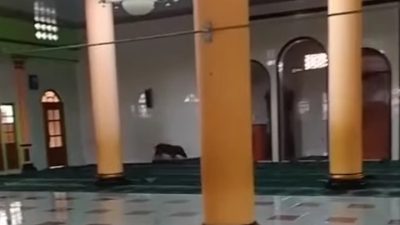 Babi masuk masjid