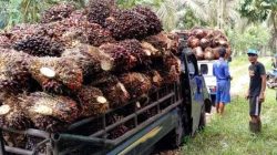 Perusahaan sawit pasangkayu