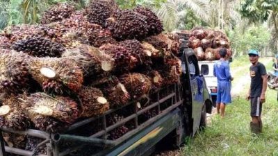 Perusahaan sawit pasangkayu