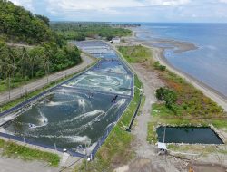 DKP Sulbar Minta Usaha Tambak Lengkapi Sertifikasi CBIB Demi Budidaya Udang Vaname yang Berkelanjutan