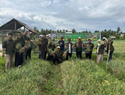 Panen Raya Bawang Merah Jadi Saksi: Kebijakan Pro-Petani Gubernur Suhardi Duka Berhasil di Sulbar