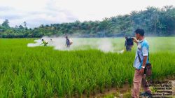 Gerakan Pencegahan OPT di Tommo, Pemprov Sulbar Perkuat Perlindungan Tanaman Padi