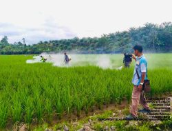 Gerakan Pencegahan OPT di Tommo, Pemprov Sulbar Perkuat Perlindungan Tanaman Padi