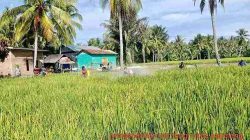 Cegah Penyebaran Tungro, DTPHP Sulbar Gelar Gerdal OPT pada Tanaman Padi Seluas 2 Hektare di Desa Bonda