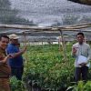 Disbun Sulbar Lakukan Monitoring dan Pengawasan Pembibitan Kakao di Pasangkayu untuk Menjamin Mutu Benih