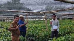 Disbun Sulbar Lakukan Monitoring dan Pengawasan Pembibitan Kakao di Pasangkayu untuk Menjamin Mutu Benih