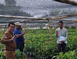 Disbun Sulbar Lakukan Monitoring dan Pengawasan Pembibitan Kakao di Pasangkayu untuk Menjamin Mutu Benih