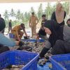 Panen Nila Ukuran Konsumsi di UPTD BBIP Poniang, DKP Sulbar Targetkan Produksi 3 Ton Tahun Ini