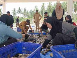Panen Nila Ukuran Konsumsi di UPTD BBIP Poniang, DKP Sulbar Targetkan Produksi 3 Ton Tahun Ini
